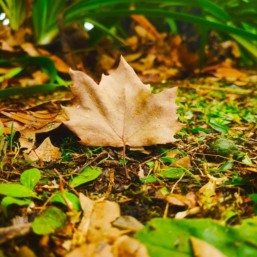 Colonia Saa Campos do Jordão