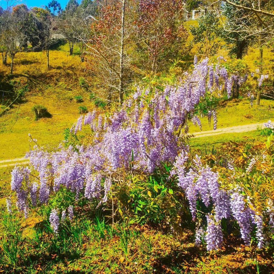 Colonia Saa Pensão